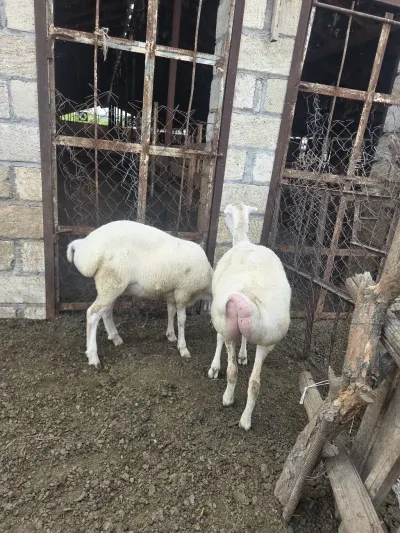 Toğlu — Heyvanlar, Quşlar, Balıqlar, Beyləqan