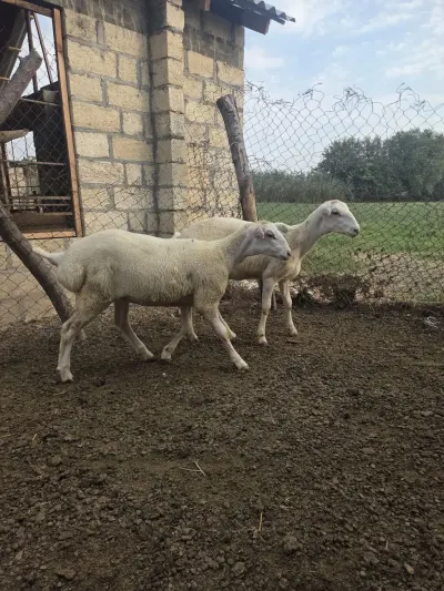 Toğlu — Heyvanlar, Quşlar, Balıqlar, Beyləqan — şəkil 2