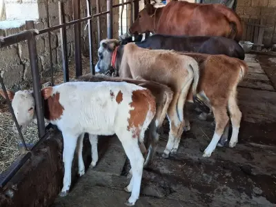 BUZOV — Heyvanlar, Quşlar, Balıqlar, Xırdalan