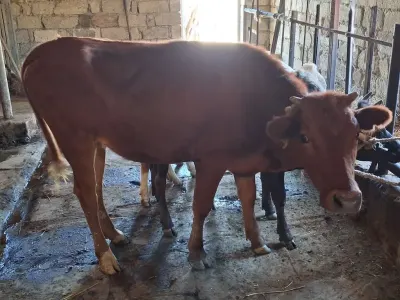 Buzov — Heyvanlar, Quşlar, Balıqlar, Xırdalan — şəkil 4