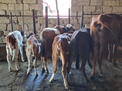 Buzov — Heyvanlar, Quşlar, Balıqlar, Xırdalan — şəkil 3