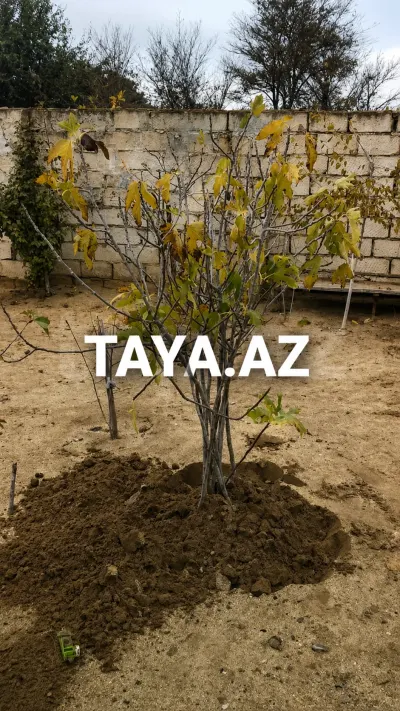 Tinglər — Dənlilər, Otlar Yemlər,  Bitkilər, Bakı