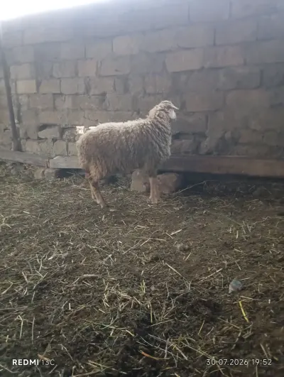 QUZU — Heyvanlar, Quşlar, Balıqlar, Bakı