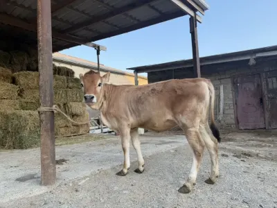 Dana — Heyvanlar, Quşlar, Balıqlar, Bakı