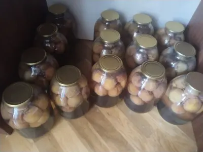 Kompot — Gübrələr, Pestisidlər və Dərmanlar, Bakı