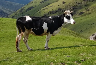 Balalı inək — Heyvanlar, Quşlar, Balıqlar, Şamaxı