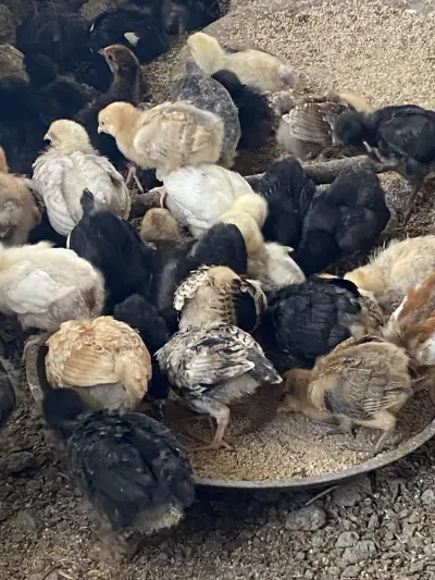 Farım Göyçay elanı