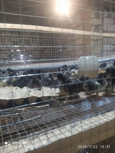 Cücə — Heyvanlar, Quşlar, Balıqlar, Bakı — şəkil 2