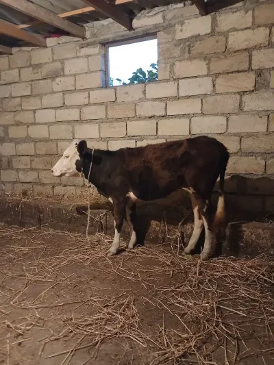 Dana — Heyvanlar, Quşlar, Balıqlar, Şabran
