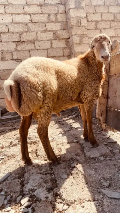 Toğlu — Heyvanlar, Quşlar, Balıqlar, Bakı