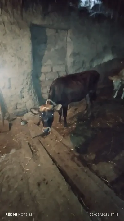 Dana — Heyvanlar, Quşlar, Balıqlar, Siyəzən — şəkil 3