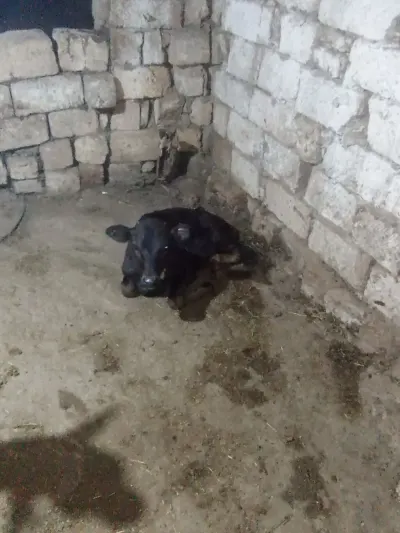 Balalı inək — Heyvanlar, Quşlar, Balıqlar, Xırdalan — şəkil 4