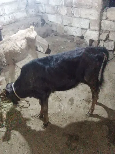 Balalı inək — Heyvanlar, Quşlar, Balıqlar, Xırdalan — şəkil 3