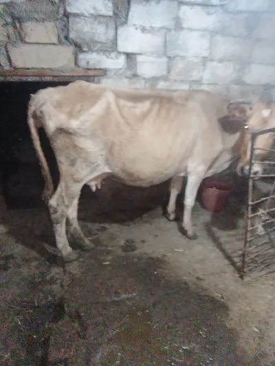 BALALI İNƏK — Heyvanlar, Quşlar, Balıqlar, Xırdalan