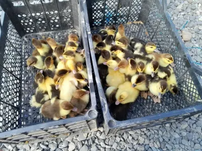 Ördək balası — Heyvanlar, Quşlar, Balıqlar, Sumqayıt