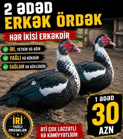 ÖRDƏKLƏR — Heyvanlar, Quşlar, Balıqlar, Bakı