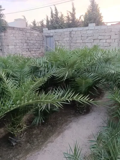 Palma tingi — Dənlilər, Otlar Yemlər,  Bitkilər, Bakı — şəkil 3