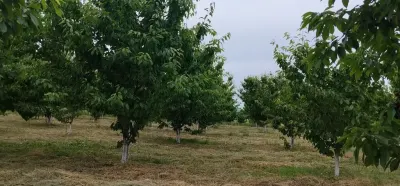 MEYVƏ BAĞI — Kənd Təsərrüfatı Əmlakı, Quba — şəkil 2