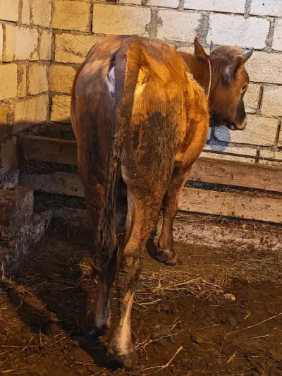 Dana — Heyvanlar, Quşlar, Balıqlar, Quba — şəkil 2