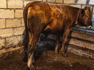 Dana — Heyvanlar, Quşlar, Balıqlar, Quba