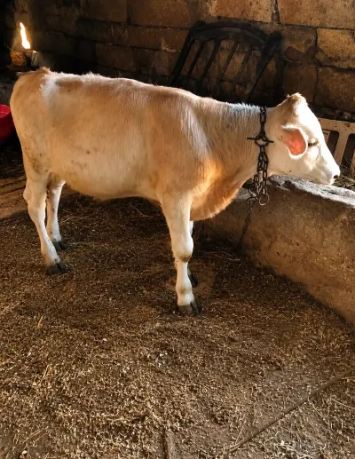 Dana — Heyvanlar, Quşlar, Balıqlar, Bakı