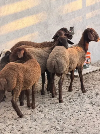 Qoyunlar — Heyvanlar, Quşlar, Balıqlar, Bakı