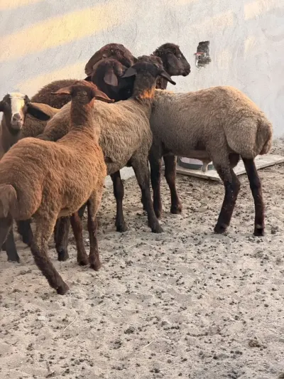 Qoyunlar — Heyvanlar, Quşlar, Balıqlar, Bakı — şəkil 2
