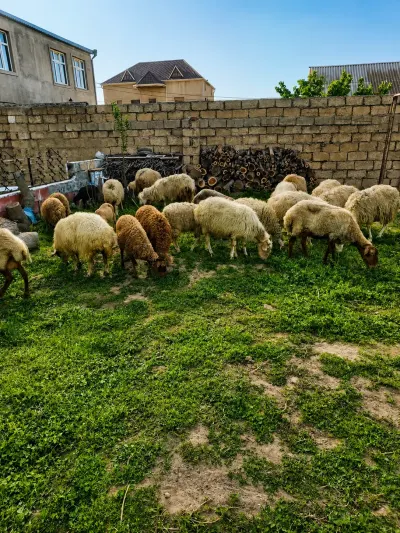 Qoyunlar — Heyvanlar, Quşlar, Balıqlar, Sumqayıt