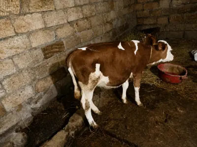 Dana — Heyvanlar, Quşlar, Balıqlar, Bakı