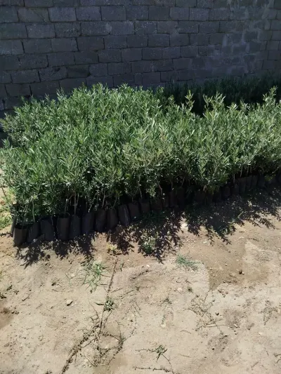 Zeytun tingi — Dənlilər, Otlar Yemlər,  Bitkilər, Bakı