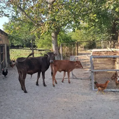 Danalar — Heyvanlar, Quşlar, Balıqlar, Şəki