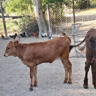 Danalar — Heyvanlar, Quşlar, Balıqlar, Şəki — şəkil 3