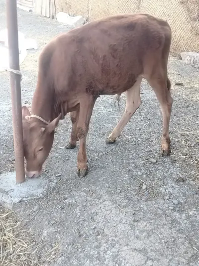 Dana — Heyvanlar, Quşlar, Balıqlar, Cəlilabad