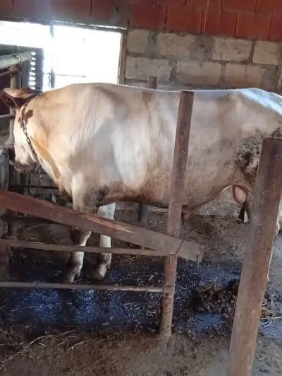 Dana — Heyvanlar, Quşlar, Balıqlar, Göytəpə — şəkil 3
