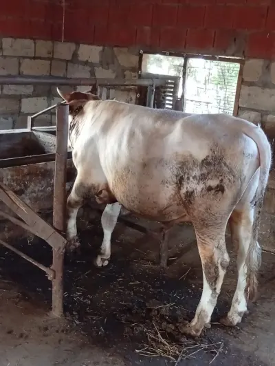 Dana — Heyvanlar, Quşlar, Balıqlar, Göytəpə — şəkil 2