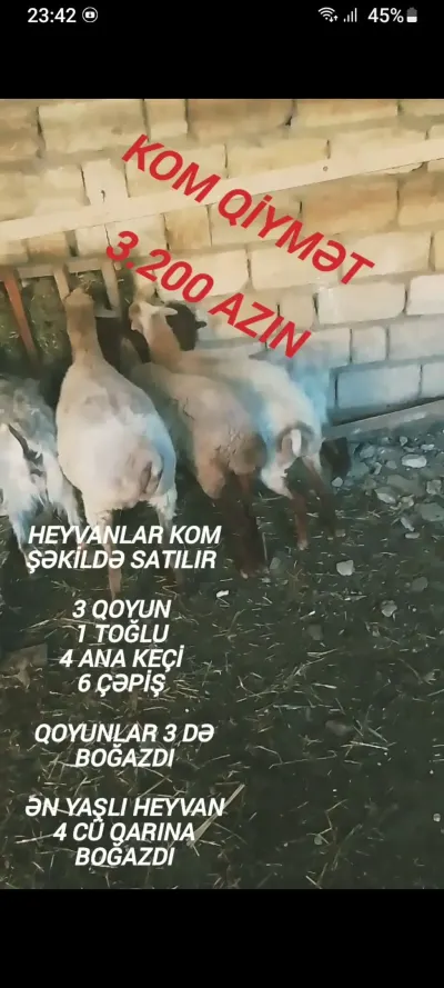 Heyvan — Heyvanlar, Quşlar, Balıqlar, Bakı