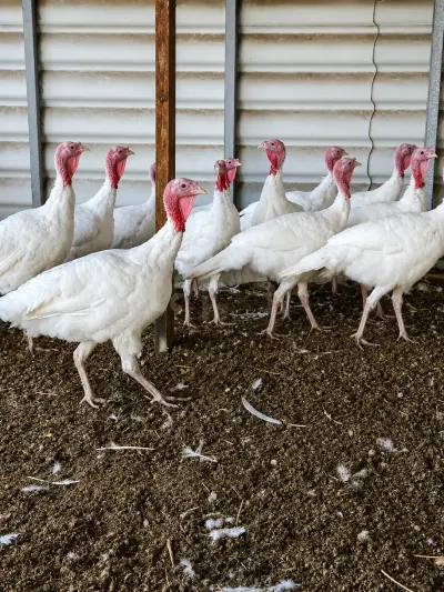 Hinduşkalar — Heyvanlar, Quşlar, Balıqlar, Bakı