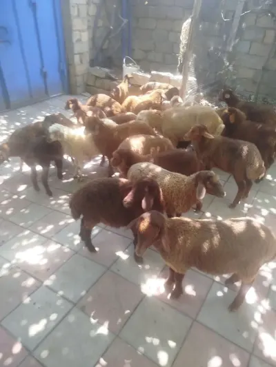 Qoyunlar — Heyvanlar, Quşlar, Balıqlar, Bakı