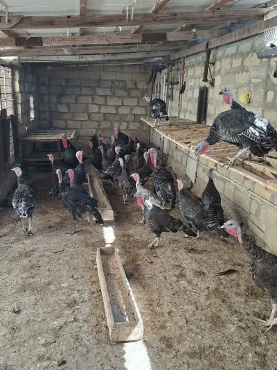 Hinduşkalar — Heyvanlar, Quşlar, Balıqlar, Bakı