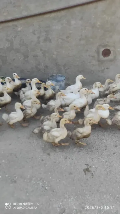 Ördəklər — Heyvanlar, Quşlar, Balıqlar, Bakı — şəkil 2