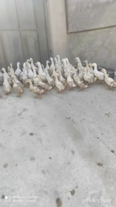 ÖRDƏKLƏR — Heyvanlar, Quşlar, Balıqlar, Bakı
