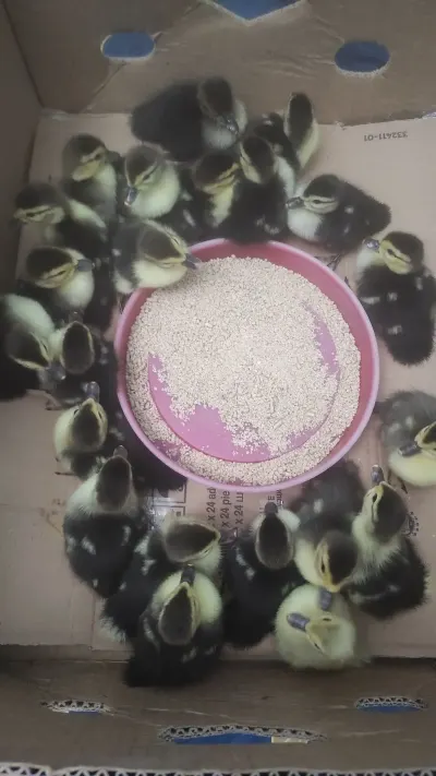 Ördək balası — Heyvanlar, Quşlar, Balıqlar, Bakı