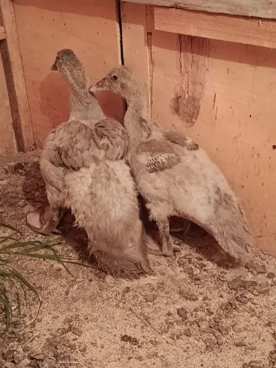 Ördək balası — Heyvanlar, Quşlar, Balıqlar, Bakı