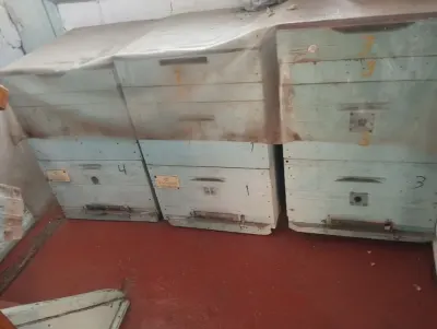 Arı yeşiyi — Heyvanlar, Quşlar, Balıqlar, Qax