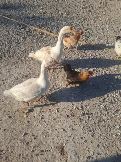 Qazlar — Heyvanlar, Quşlar, Balıqlar, Bakı