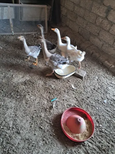 Qazlar — Heyvanlar, Quşlar, Balıqlar, Bakı — şəkil 2