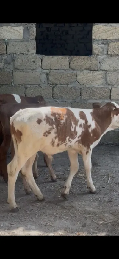 Buzov — Heyvanlar, Quşlar, Balıqlar, Şəki — şəkil 3