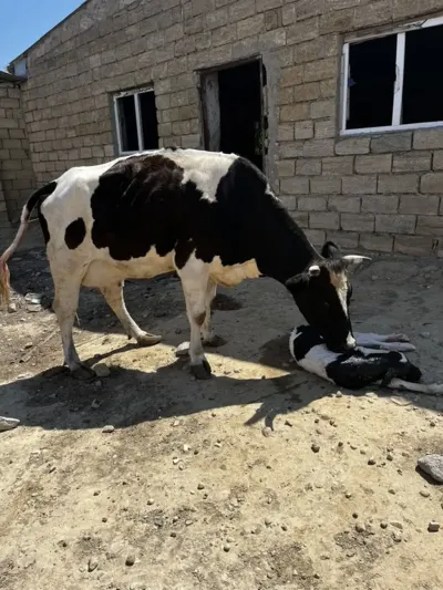 BALALI İNƏK — Heyvanlar, Quşlar, Balıqlar, Xırdalan