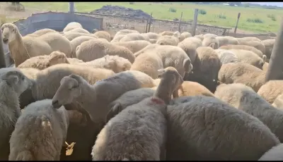 Qoyunlar — Heyvanlar, Quşlar, Balıqlar, Ağcabədi