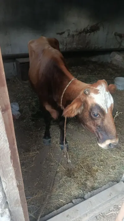 Balalı inək — Heyvanlar, Quşlar, Balıqlar, Bakı — şəkil 3